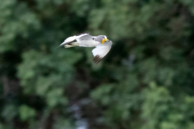 SA_14116-White-crowned-Plover.JPG