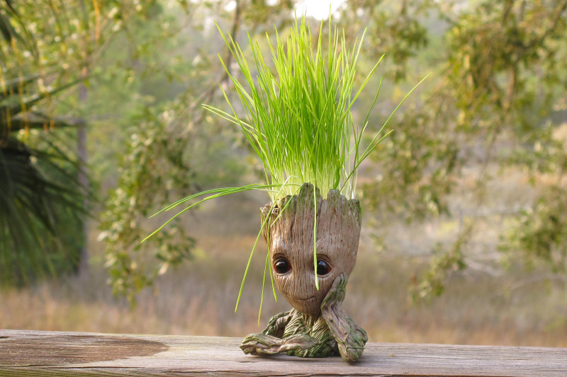 Groot with mid winter wheat hair