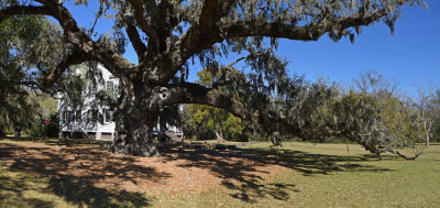 The McLeod Oak