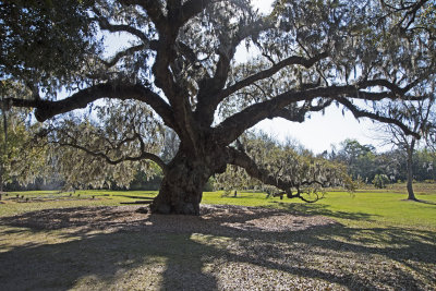 The McLeod Oak