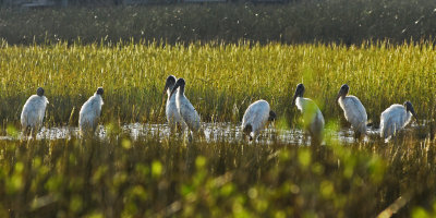 Wood storks in the marsh