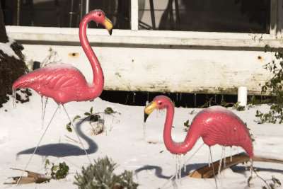 Snow on Folly, January 2018