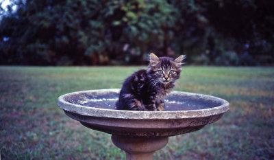 Cat in birdbath, Oct. 1981