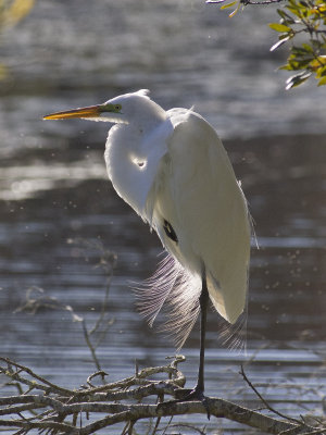 The Gardens and the Audubon Swamp, 3/3/2018