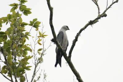 Edisto River Birds
