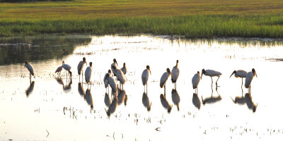Wood storks in the marsh