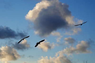 three gulls on Charleston Harbor