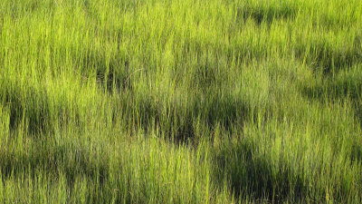 Marsh and docks on Wadmalaw Island