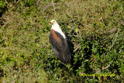 Kruger NP SA-Birds