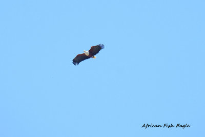 African_Fish_Eagle.pb.jpg