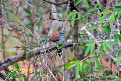 Blue_Waxwing.pb.jpg