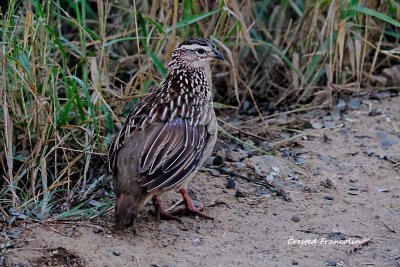 Crested_Francolin.pb.jpg