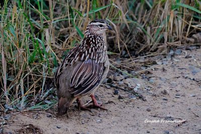 Crested_Francolin.pb.jpg