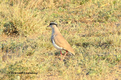 Crowned_Lapwing.pb.jpg