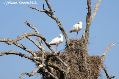 African_Spoonbills.pb.jpg