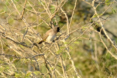 Blackheaded_Bulbul_3.pb.jpg