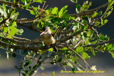 Brownhooded_Kingfisher.crA.pb.jpg