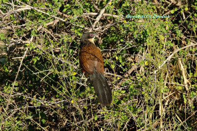 Burchells_Coucal_2.pb.jpg