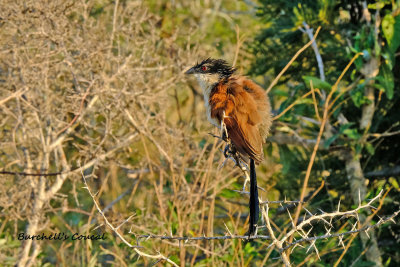 Burchells_Coucal_3.pb.jpg