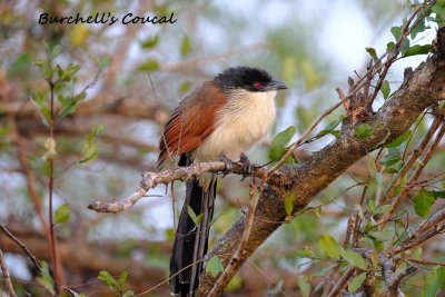 Burchells_Coucal.pb.jpg