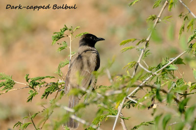 Dark-capped_Bulbul_2.pb.jpg