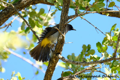 Darkcapped_Bulbul_3.pb.jpg