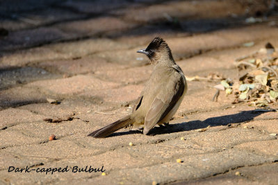 Darkcapped_Bulbul.pb.jpg