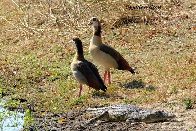 Egyptian_Geese.pb.jpg