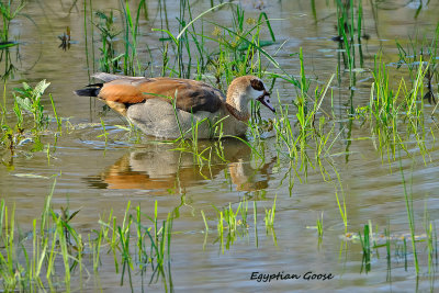 Egyptian_Goose_2.pb.jpg