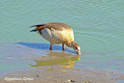 Egyptian_Goose.pb.jpg