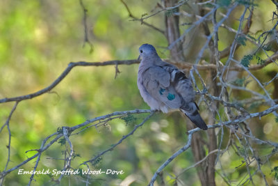 Emerald_Spotted_Wooddove.pb.jpg