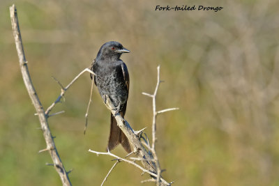 Forktailed_Drongo_2.pb.jpg