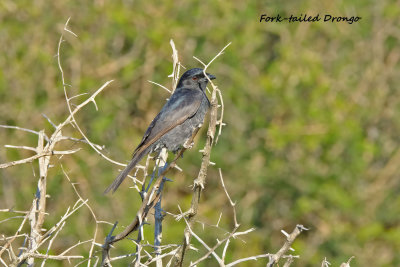 Forktailed_Drongo.pb.jpg