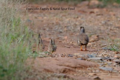 Francolin_Family_Natal_Spur_Fowl.pb.jpg