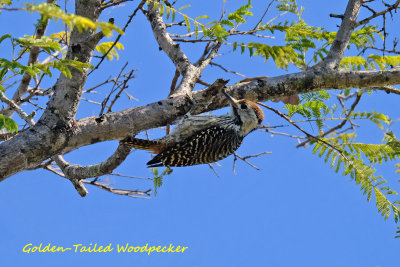 Goldentailed_Woodpecker_2.pb.jpg