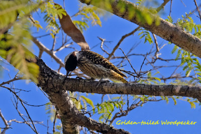 Goldentailed_Woodpecker.pb.jpg