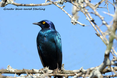 Greater_Blueeared_Starling_2.pb.jpg