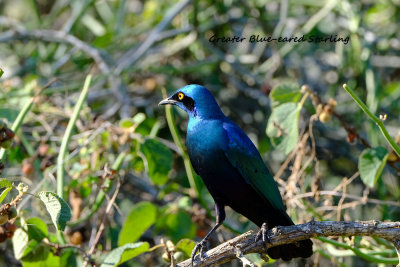 Greater_Blueeared_Starling.pb.jpg