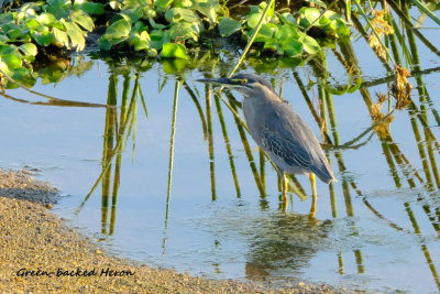 Greenbacked_Heron.pb.jpg