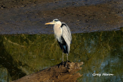 Grey_Heron_2.pb.jpg