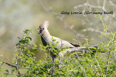 Grey_Loerie_Goaway_bird.pb.jpg