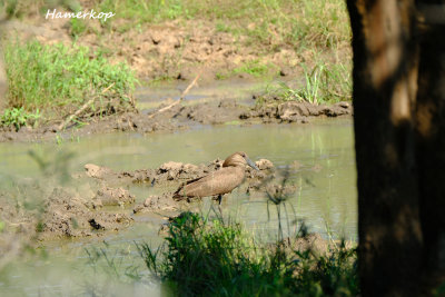 Hamerkop.pb.jpg