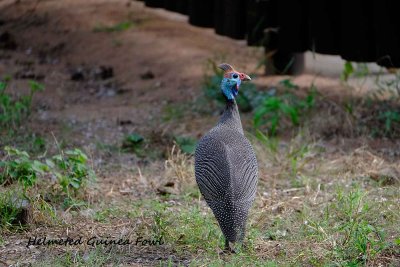 Helmeted_Guinea_Fowl.pb.jpg