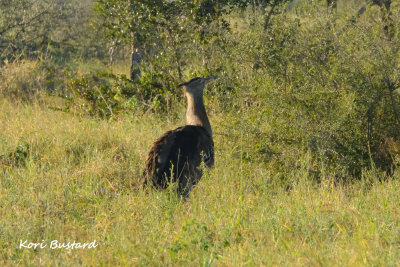 Kori_Bustard_2.pb.jpg