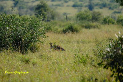 Kori_Bustard.pb.jpg