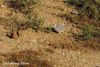 Laughing_Dove.pb.jpg