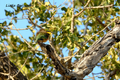 Little_Beeeater_2.pb.jpg