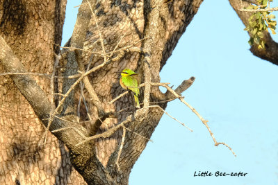 Little_Beeeater.pb.jpg