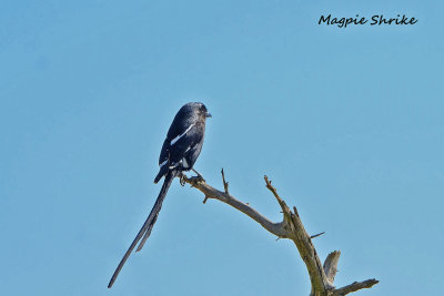 Magpie_Shrike_2.pb.jpg