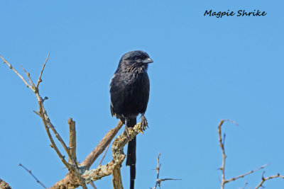 Magpie_Shrike.pb.jpg